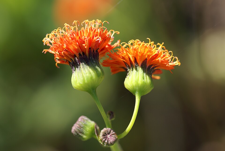 Emilia fosbergii (Red Tasselflower) (alternate view 10)