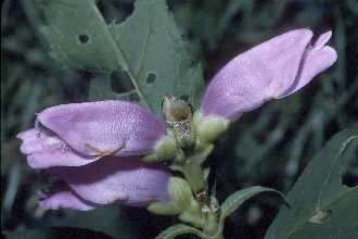 Chelone obliqua (Rose Turtlehead) (alternate view 10)