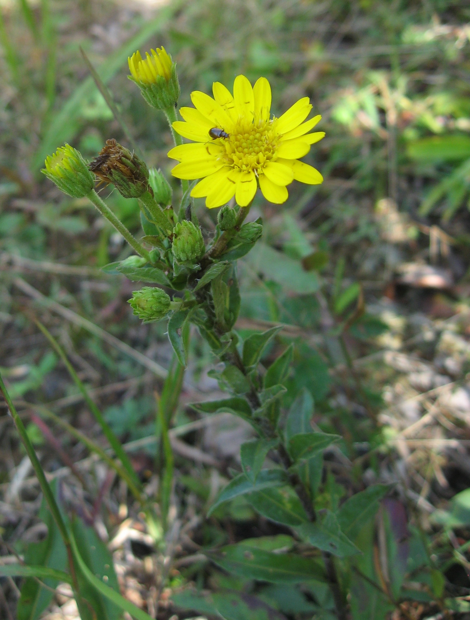 Chrysopsis mariana (Maryland golden-aster) (alternate view 7)