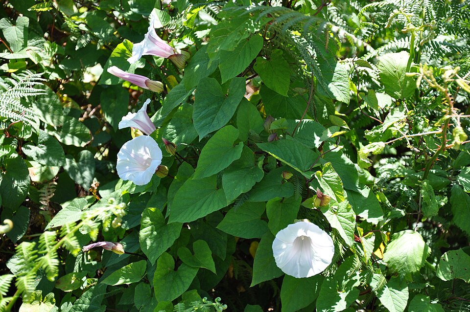 Calystegia silvatica (large bindweed)