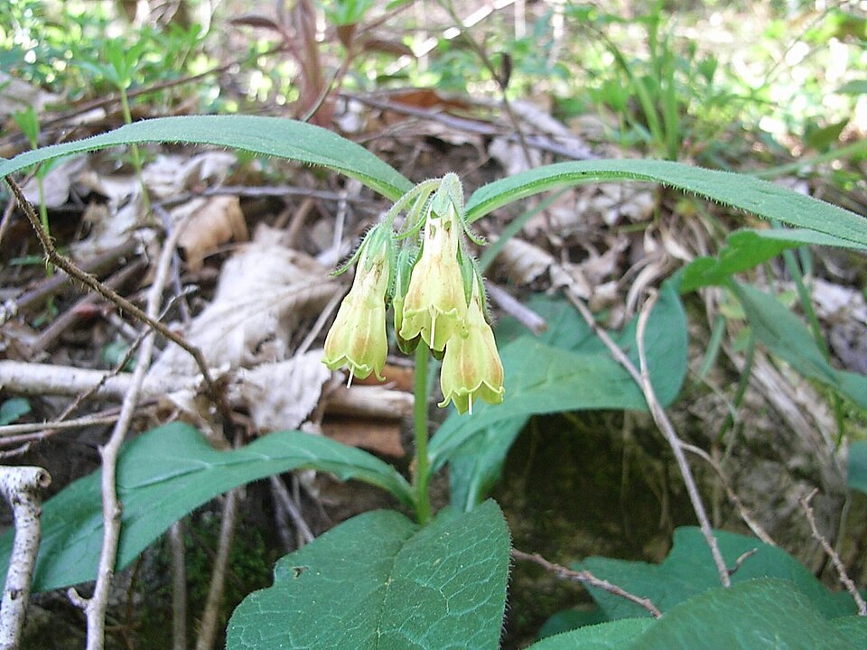 Symphytum tuberosum (Tuberous Comfrey)