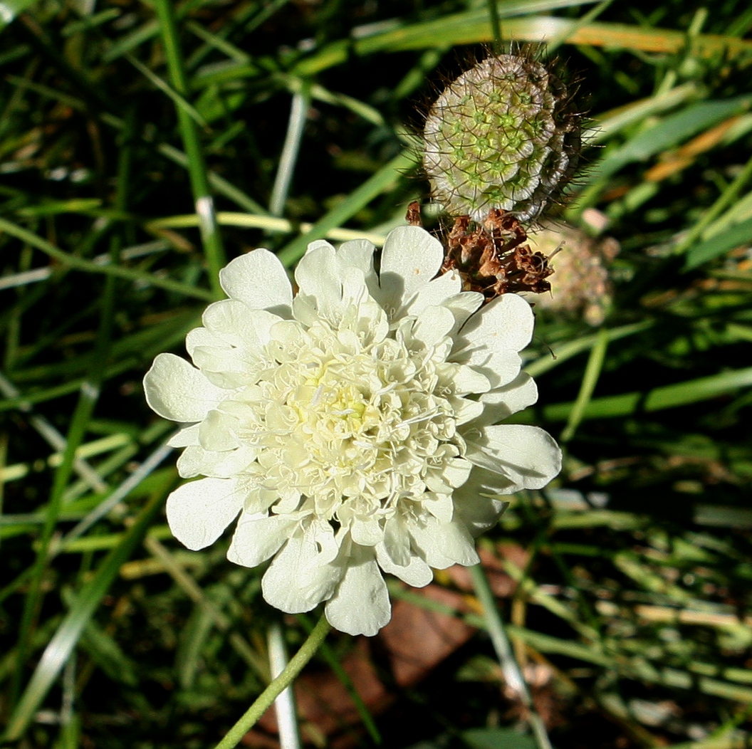 Scabiosa ochroleuca (yellow pincushion)