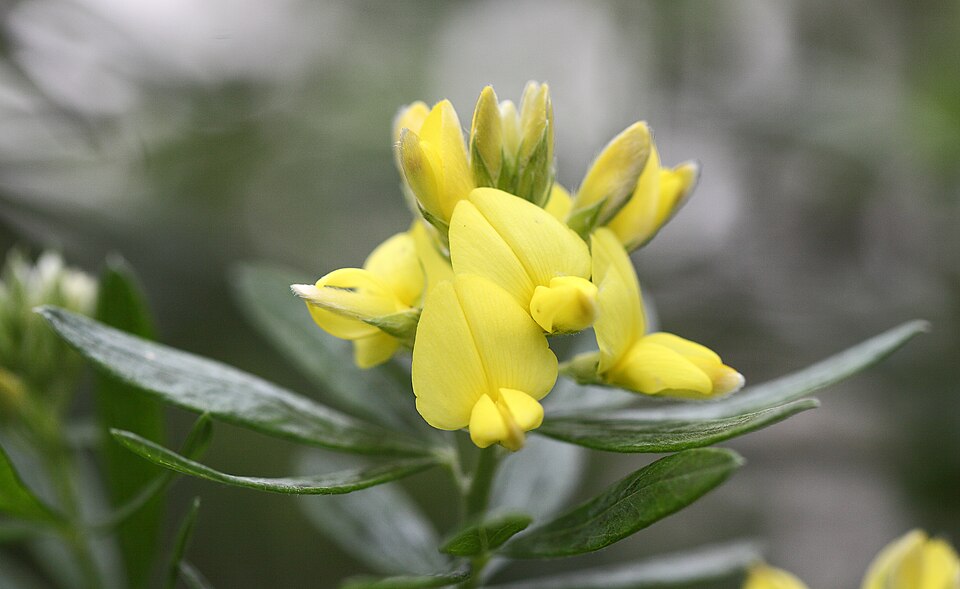 Genista linifolia (needle-leaved broom) (alternate view 8)