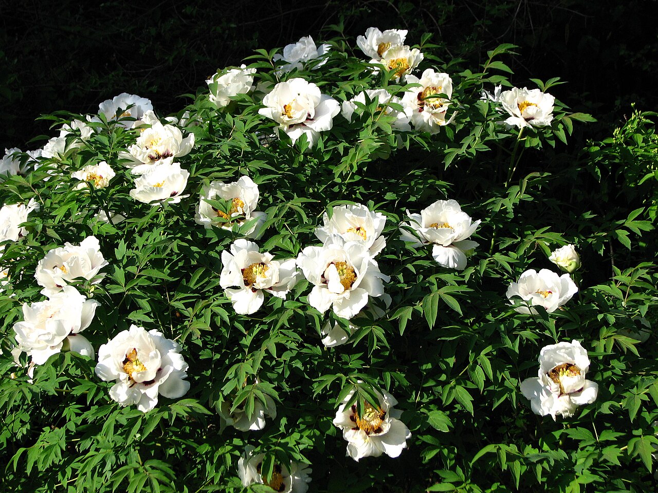 Paeonia rockii, Rock's tree peony — upright deciduous (Paeoniaceae) (image 4 of 10)