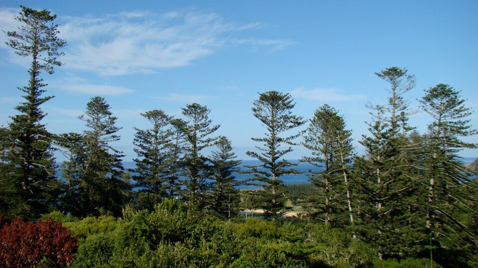 Araucaria heterophylla (Norfolk Island Pine) (alternate view 4)