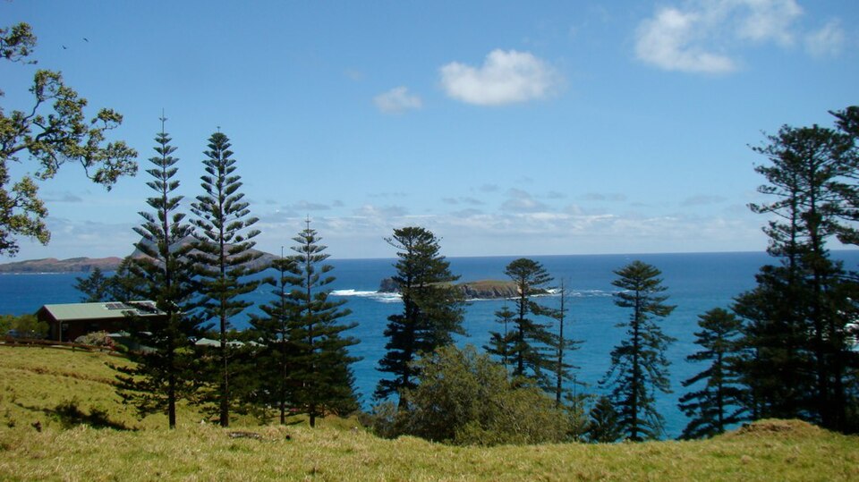 Araucaria heterophylla (Norfolk Island Pine) (alternate view 5)