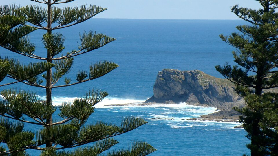 Araucaria heterophylla (Norfolk Island Pine) (alternate view 6)