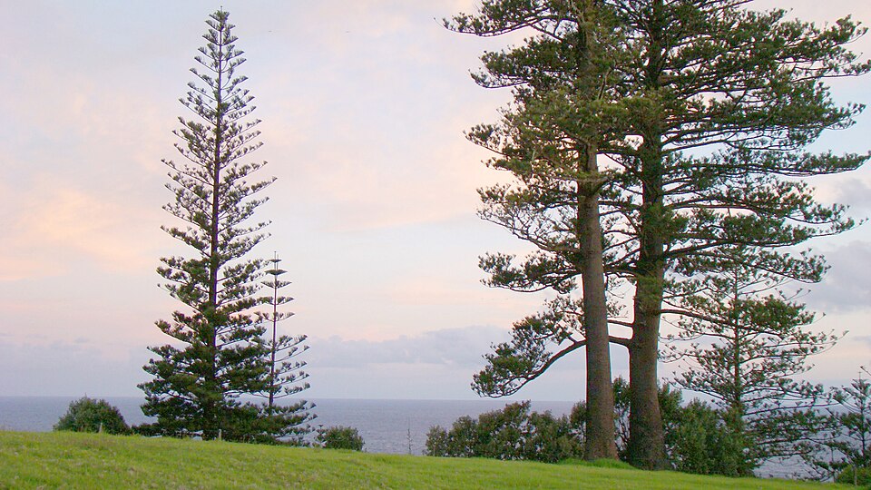 Araucaria heterophylla (Norfolk Island Pine) (alternate view 7)