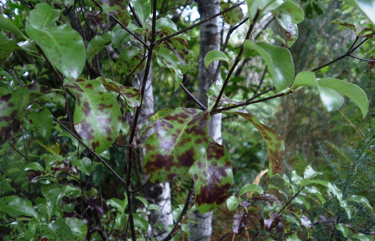 Pittosporum tenuifolium (pittosporum tenuifolium)