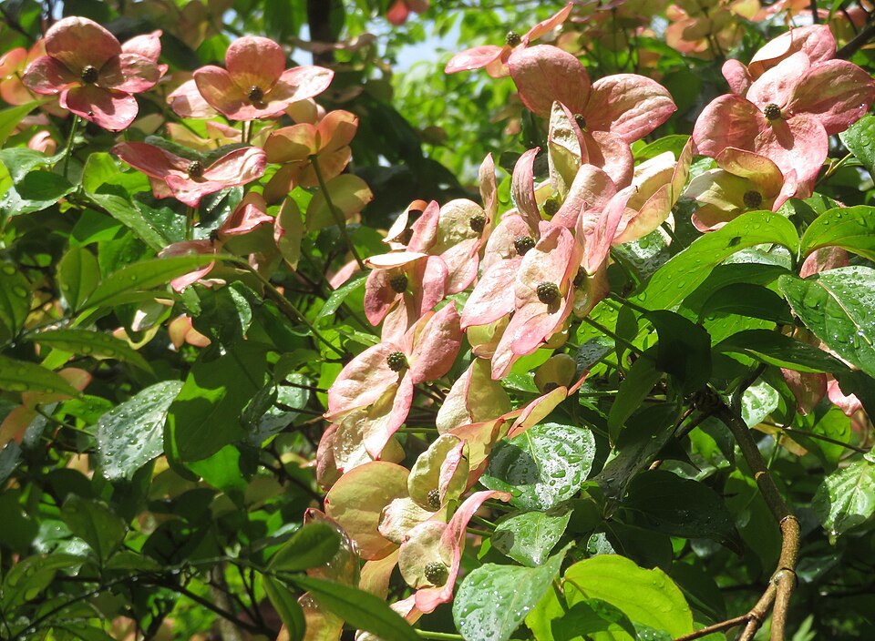 Cornus kousa 'Satomi' (Satomi Kousa Dogwood) (alternate view 3)
