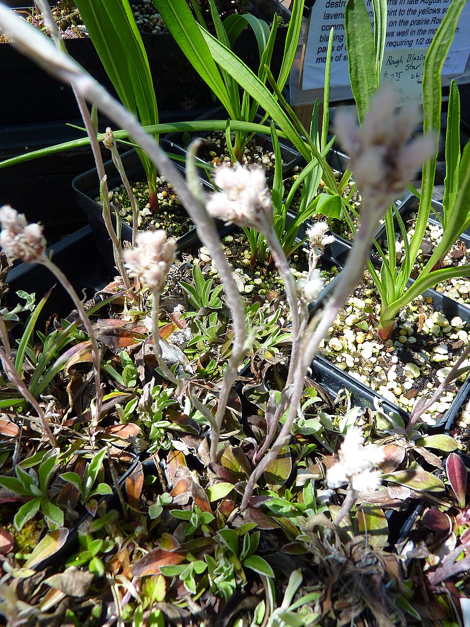 Antennaria neglecta (Field Pussytoes) (alternate view 4)