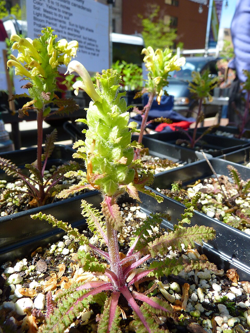 Pedicularis canadensis (Canadian lousewort)
