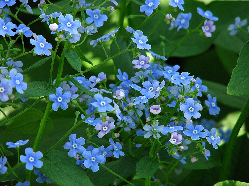 Brunnera macrophylla (perennial forget-me-not) (alternate view 10)