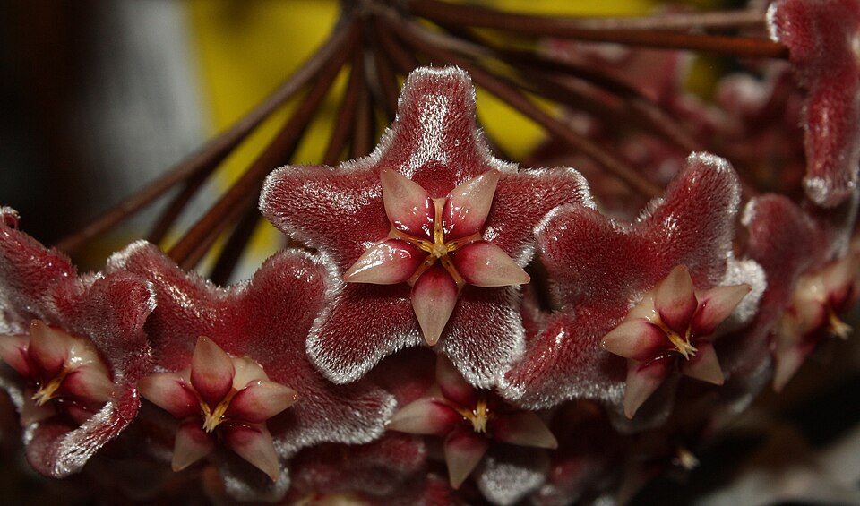 Hoya pubicalyx (Wax Plant) (alternate view 10)