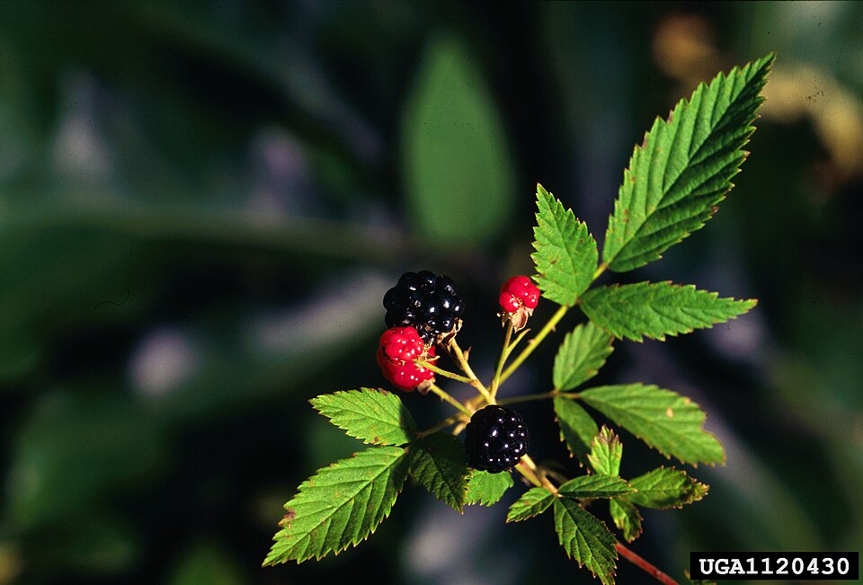 Rubus flagellaris (Common Dewberry) (alternate view 6)
