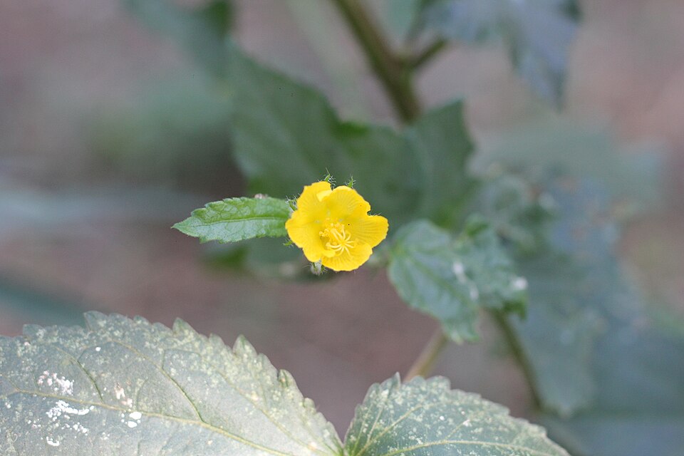 Pavonia (Swampmallows) (alternate view 2)