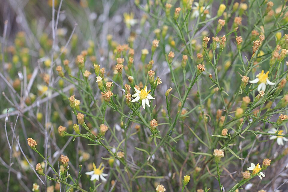 Gutierrezia (matchweeds and snakeweeds) (alternate view 4)