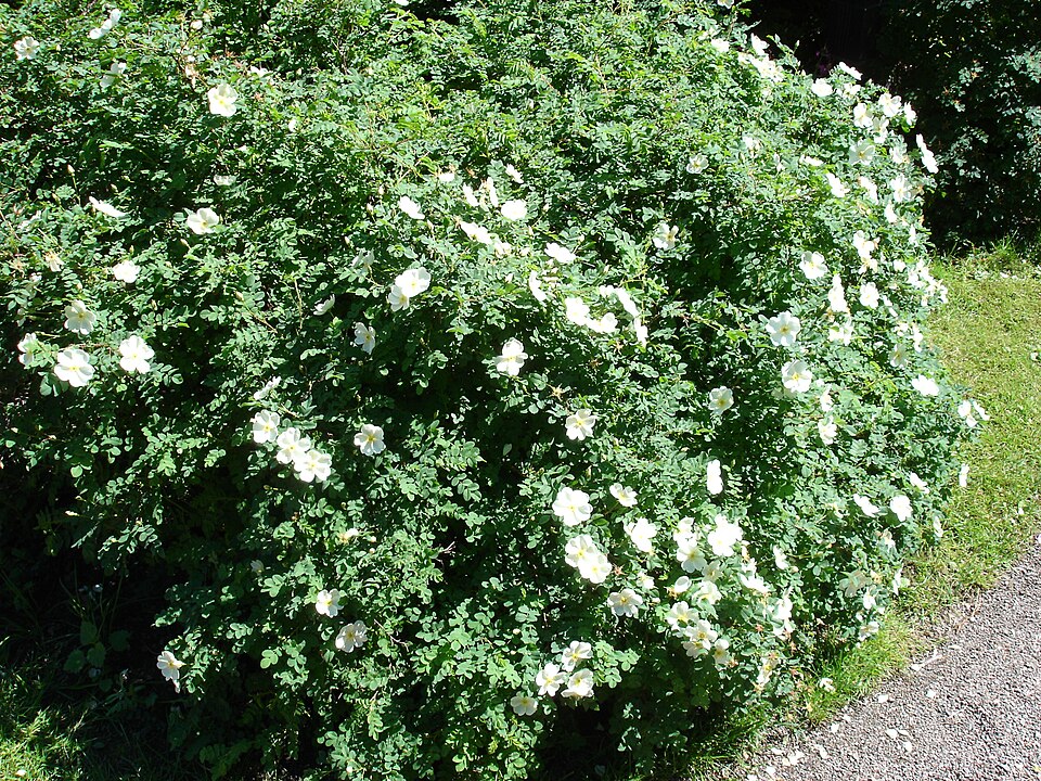 Rosa spinosissima (Burnet Rose)