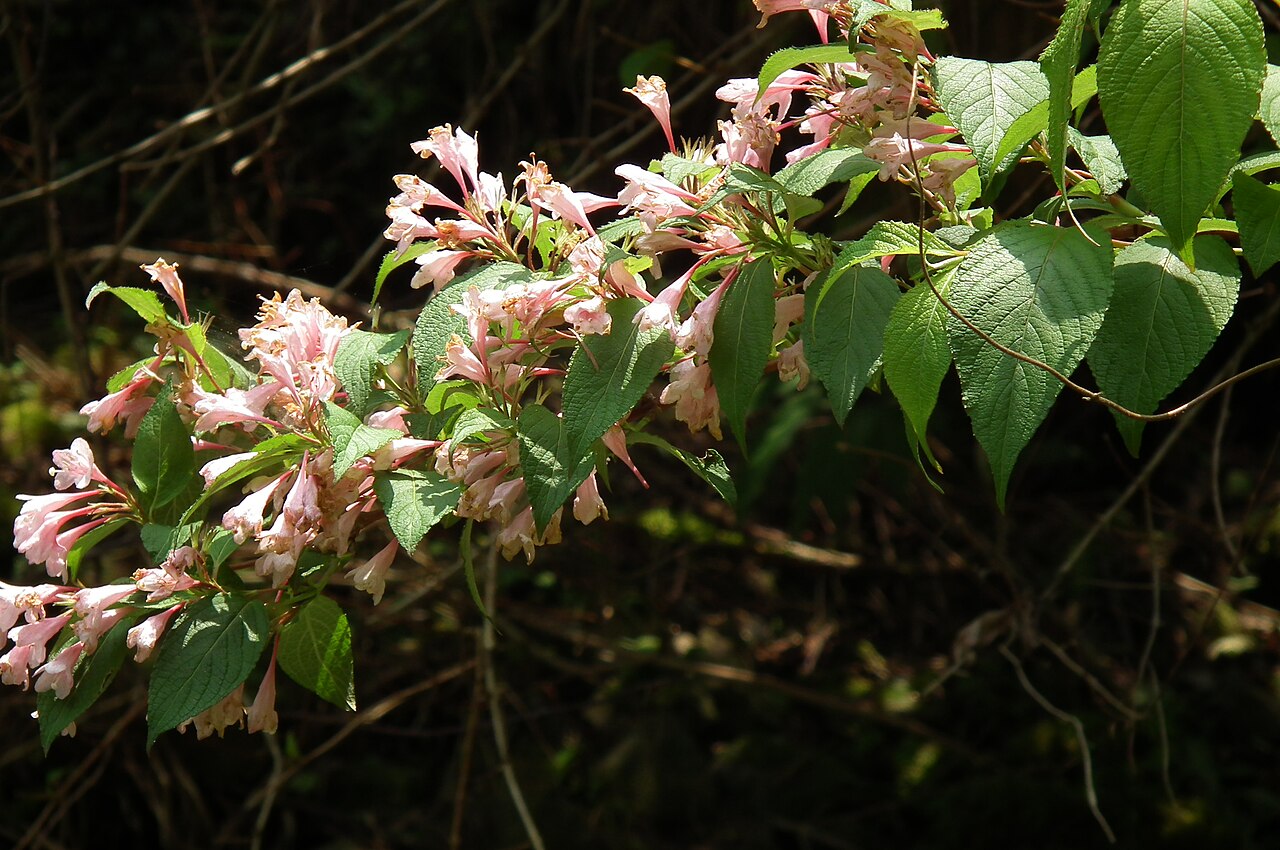 Weigela hortensis, Japanese weigela — upright deciduous (Caprifoliaceae) (image 8 of 10)