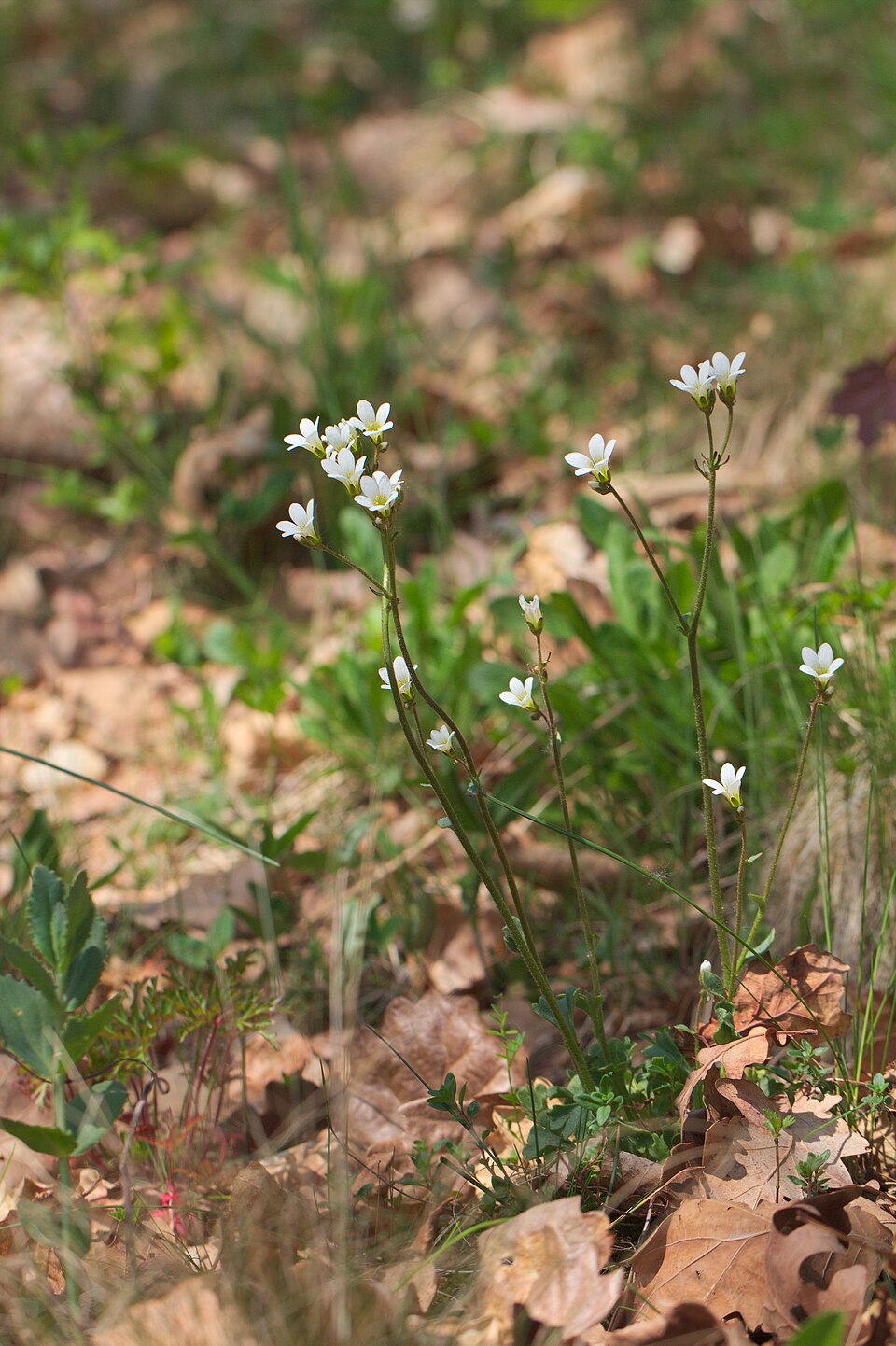 Saxifraga granulata (Meadow Saxifrage)