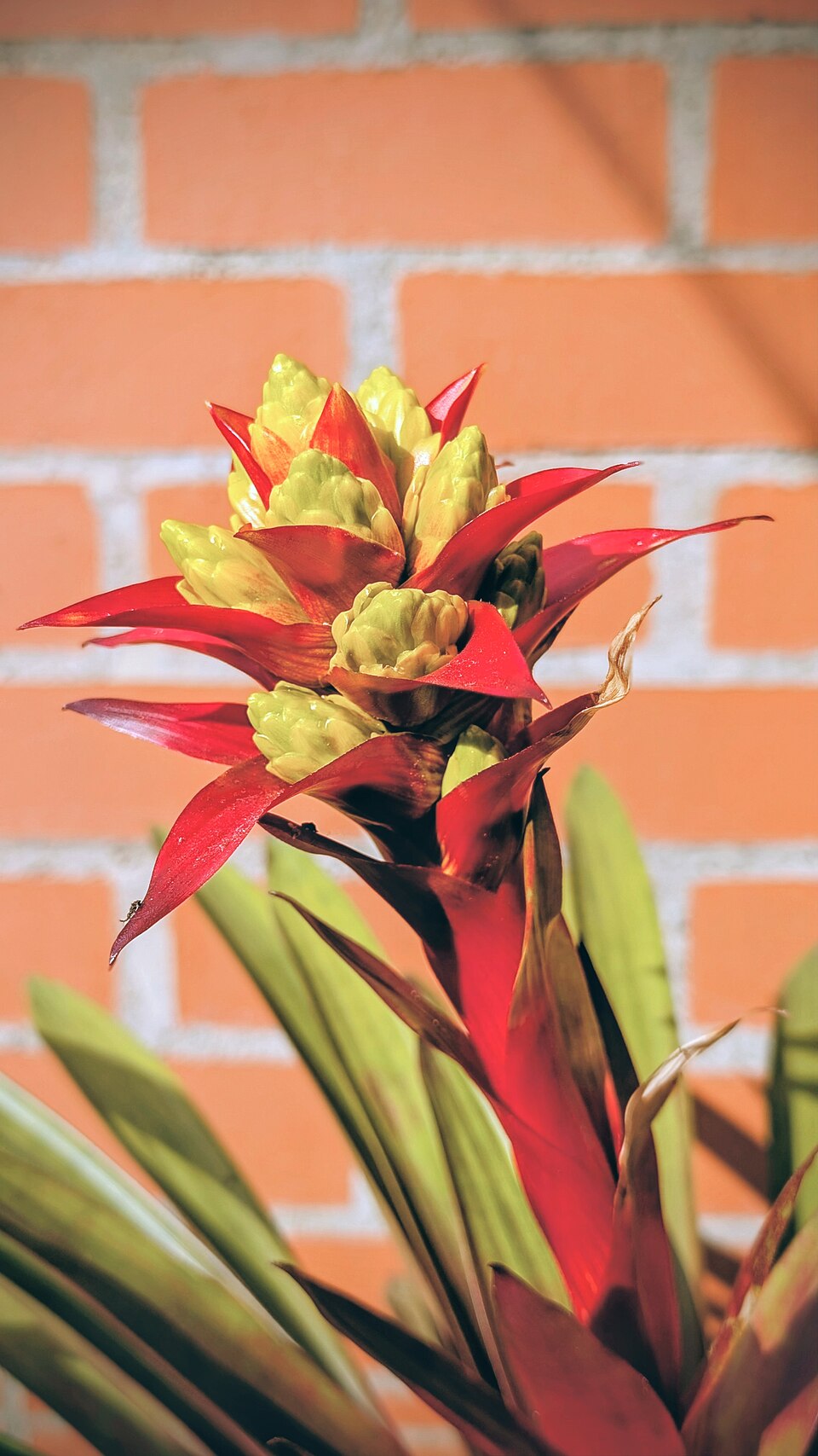 Bromelia