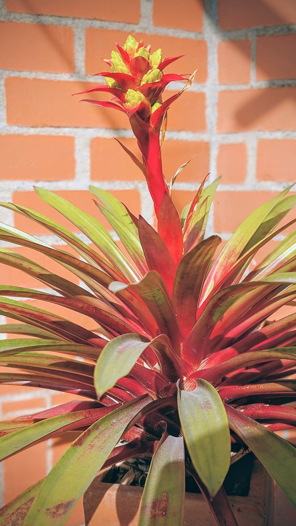 Bromelia (alternate view 2)