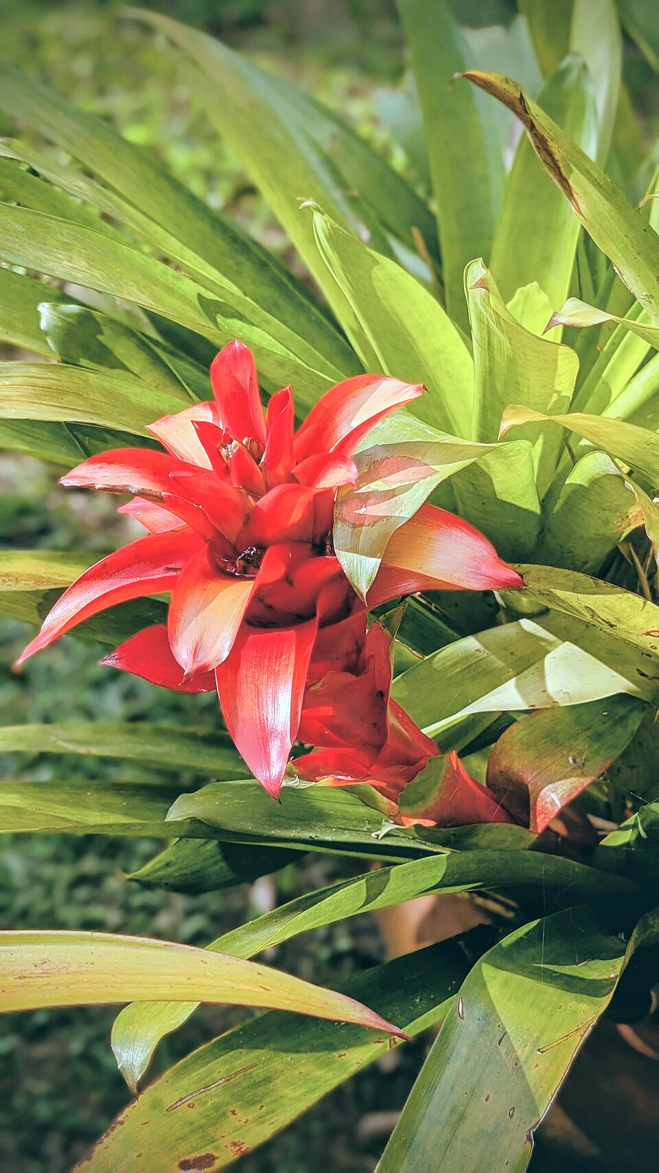 Bromelia (alternate view 3)