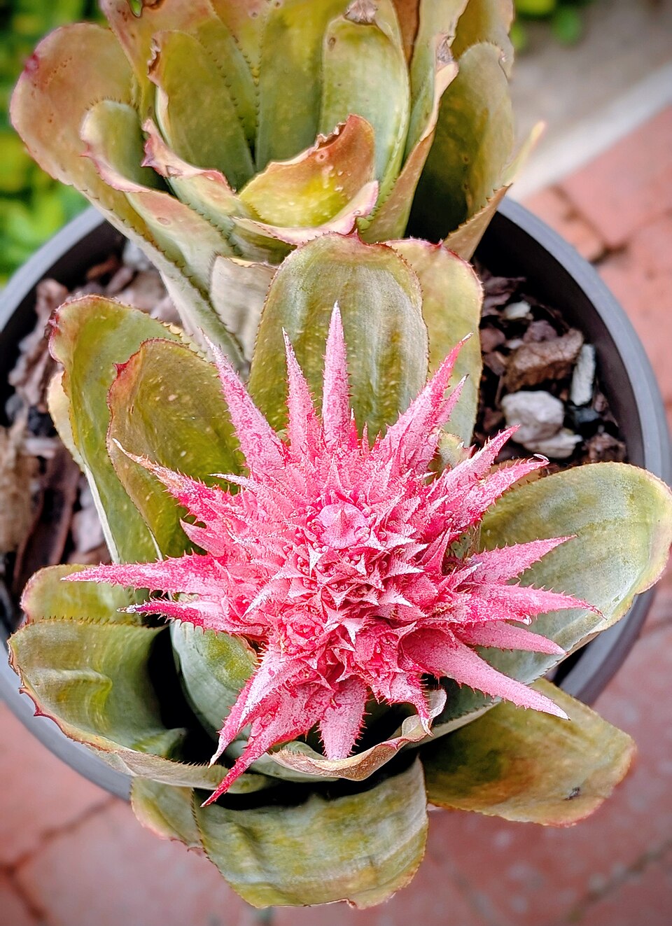 Bromelia (alternate view 4)