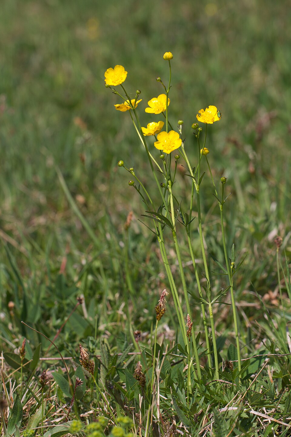 Ranunculus acris (meadow buttercup) (alternate view 9)