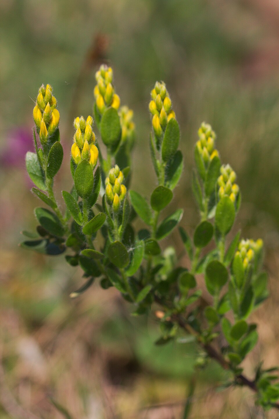 Genista tinctoria (Dyer's Greenweed)