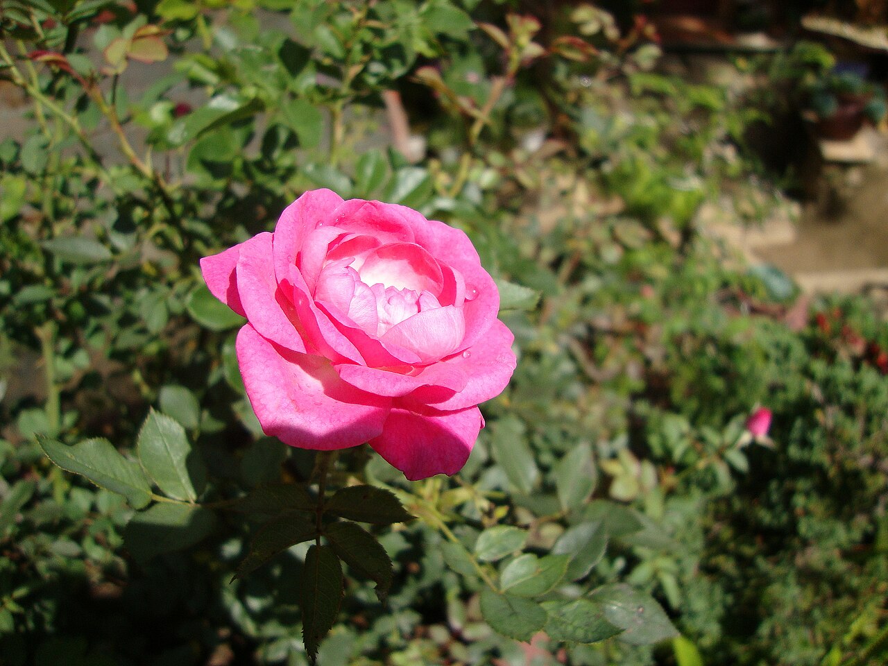 Rosa chinensis, China rose — upright semi-evergreen (Rosaceae) (image 3 of 9)