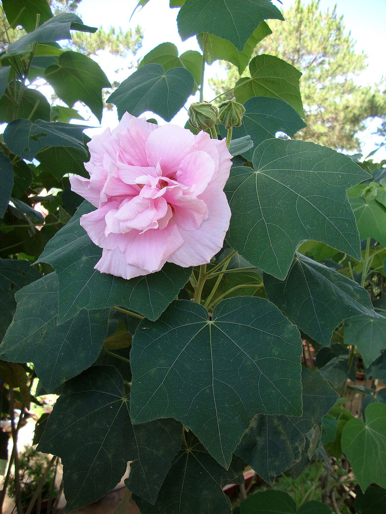 Hibiscus mutabilis, Confederate rose — upright deciduous (Malvaceae) (image 8 of 10)