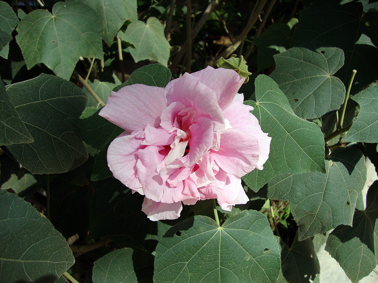 Hibiscus mutabilis, Confederate rose — upright deciduous (Malvaceae) (image 9 of 10)