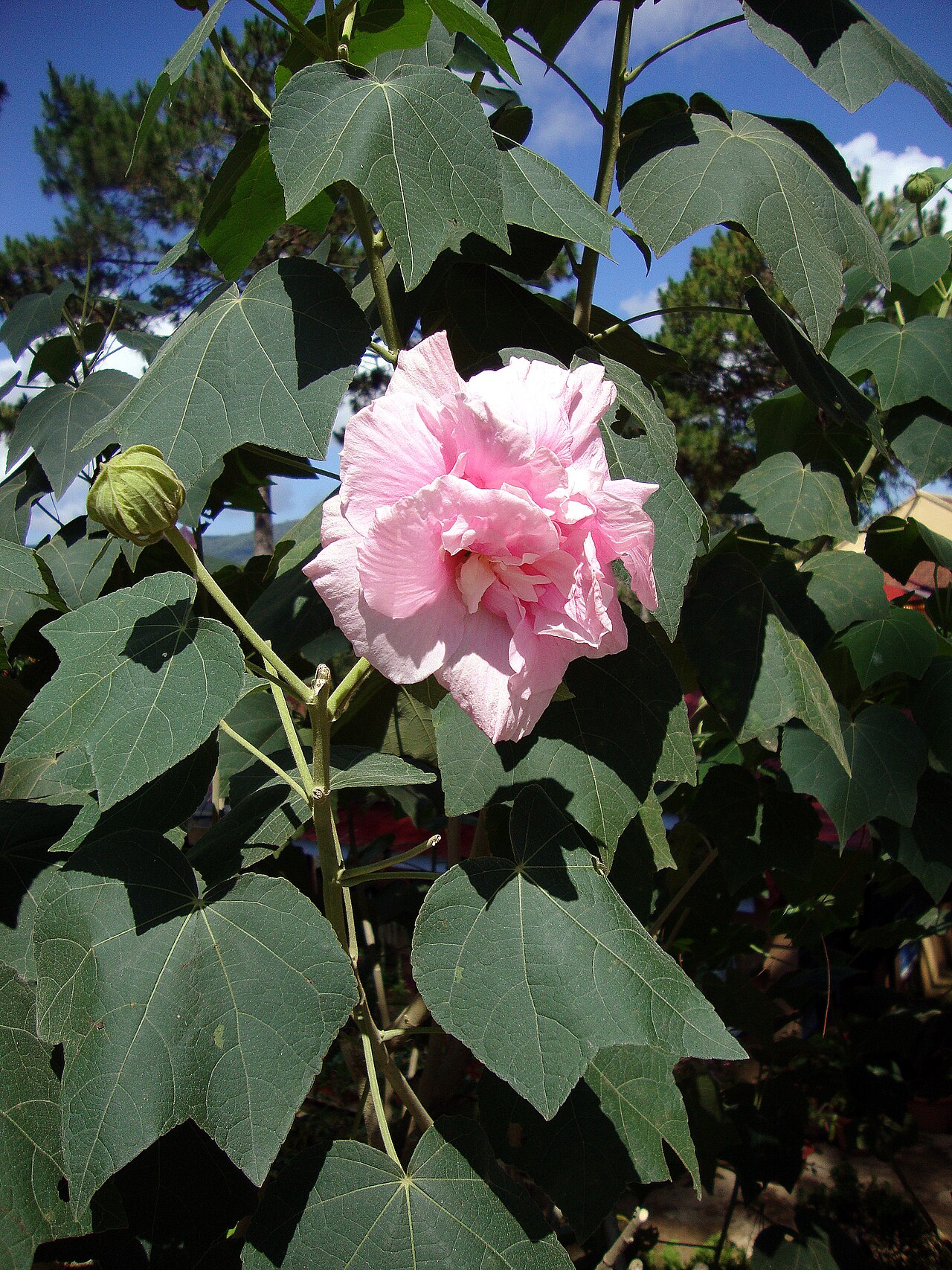 Hibiscus mutabilis, Confederate rose — upright deciduous (Malvaceae) (image 10 of 10)