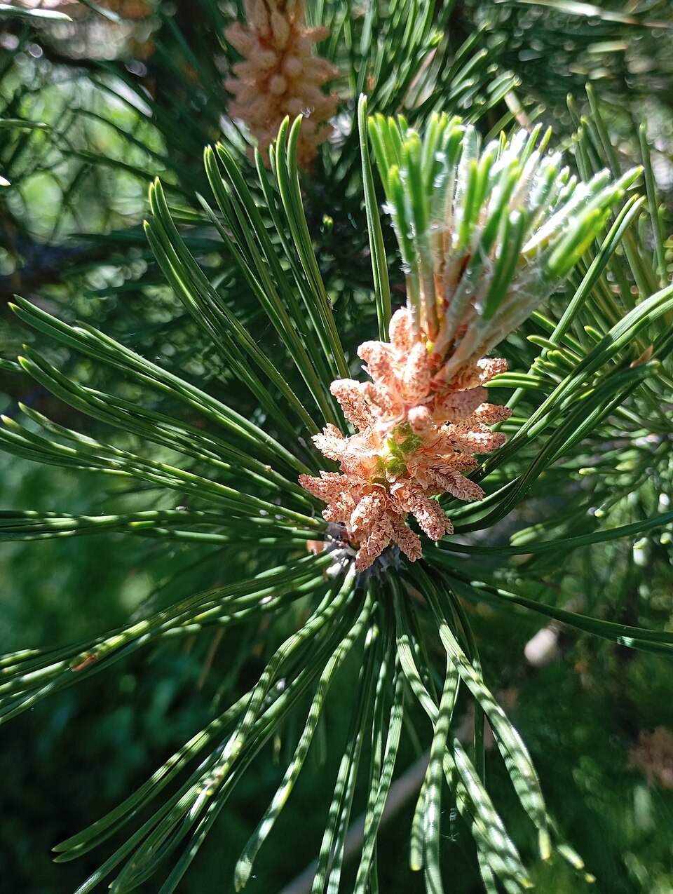 Pinus mugo (mugo pine) (alternate view 11)