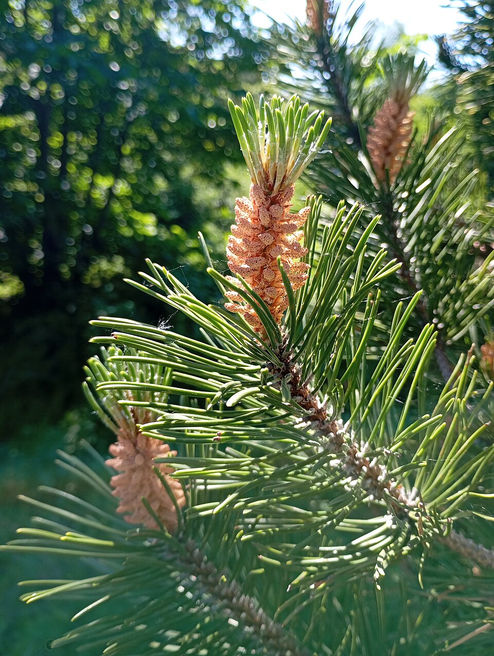 Pinus mugo (mugo pine) (alternate view 12)