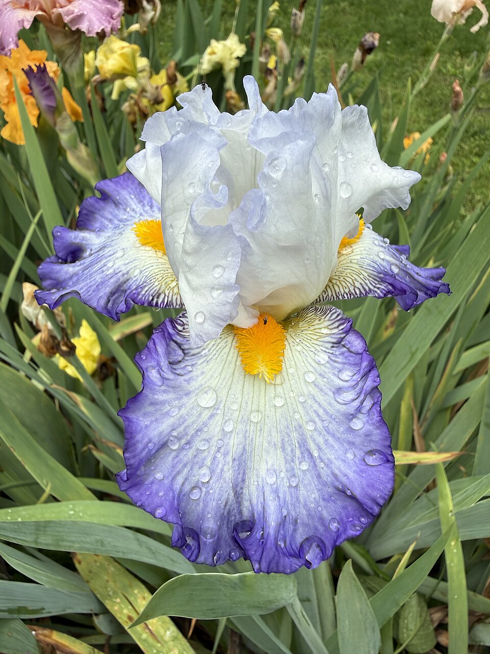 Iris germanica 'Brilliant Idea' (Brilliant Idea Bearded Iris)