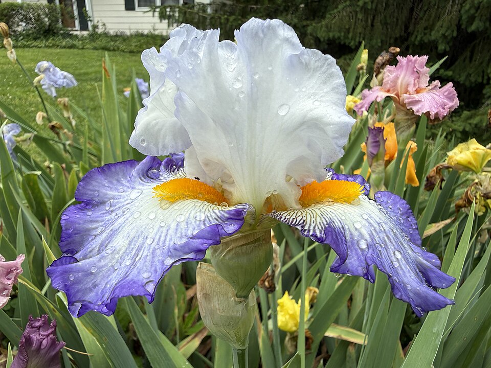 Iris germanica 'Brilliant Idea' (Brilliant Idea Bearded Iris) (alternate view 2)