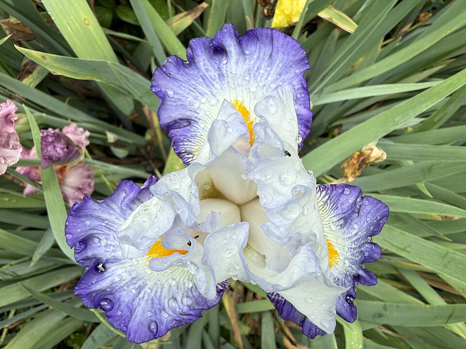 Iris germanica 'Brilliant Idea' (Brilliant Idea Bearded Iris) (alternate view 3)