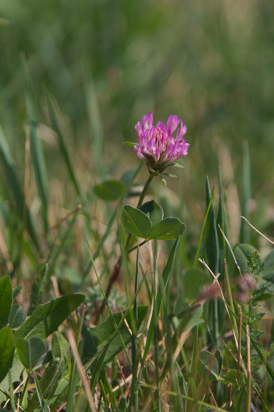 Trifolium pratense (red clover) (alternate view 10)