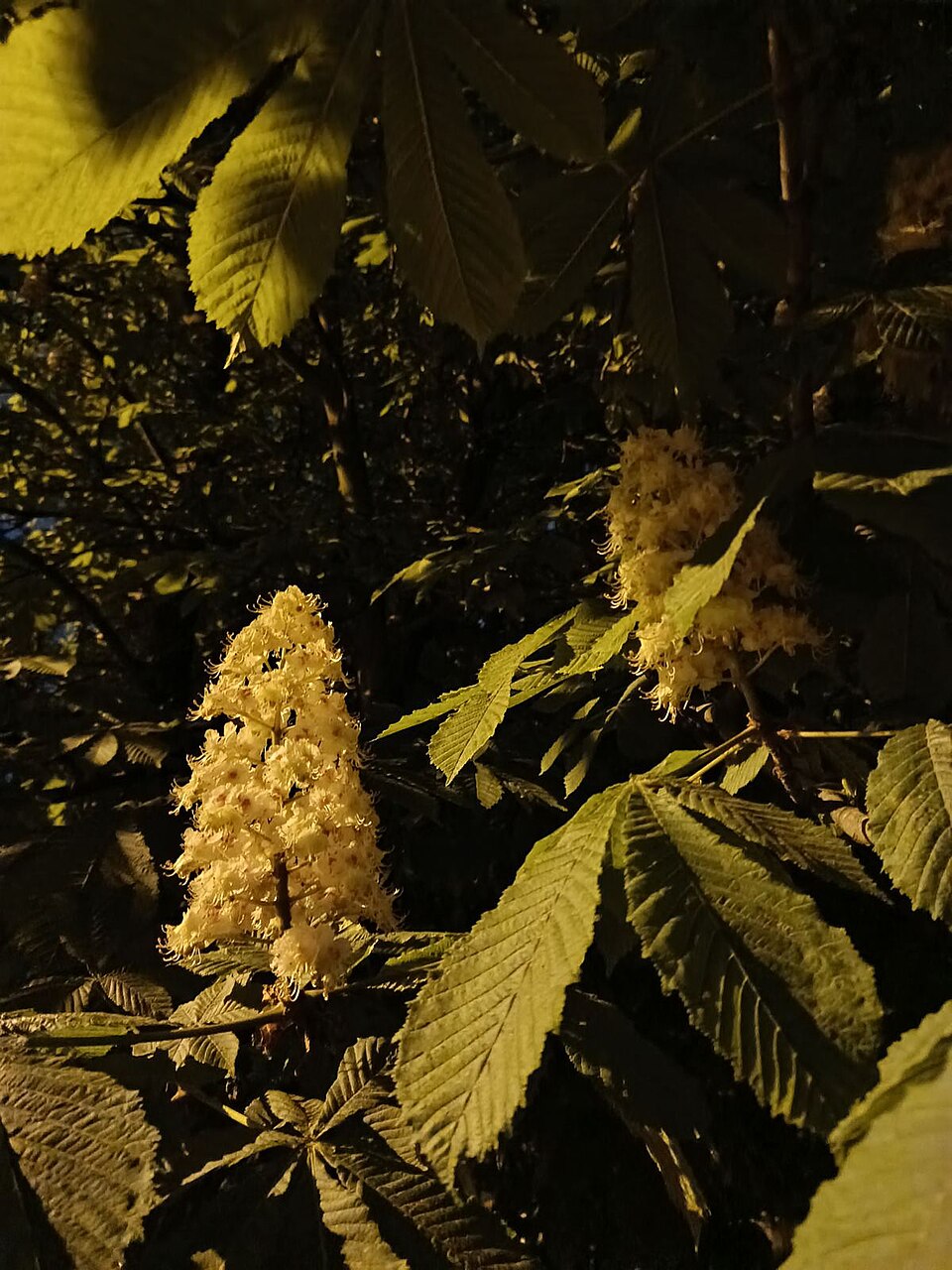 Aesculus hippocastanum (horse chestnut) (alternate view 7)