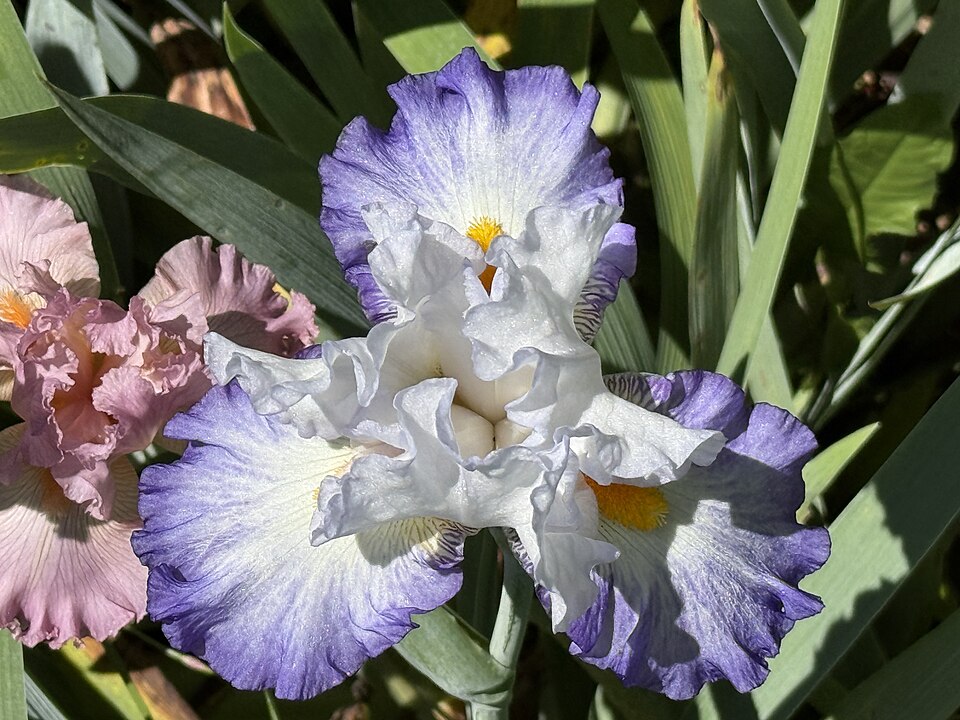 Iris germanica 'Brilliant Idea' (Brilliant Idea Bearded Iris) (alternate view 4)
