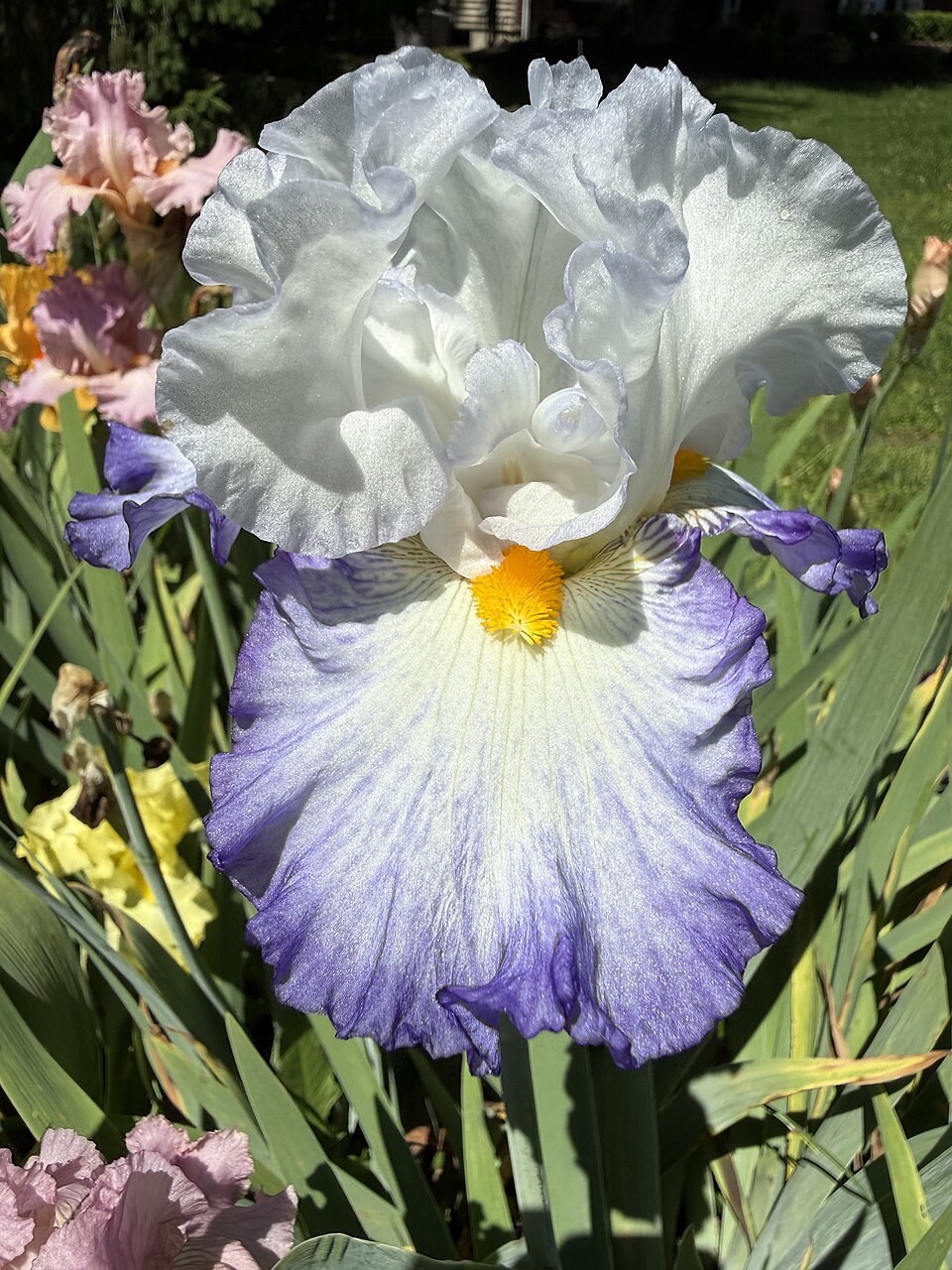 Iris germanica 'Brilliant Idea' (Brilliant Idea Bearded Iris) (alternate view 5)