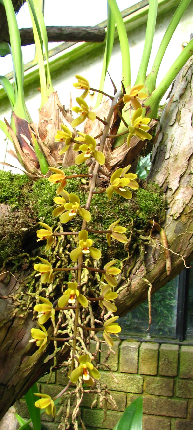 Cymbidium madidum (Arrowroot Orchid) (alternate view 6)