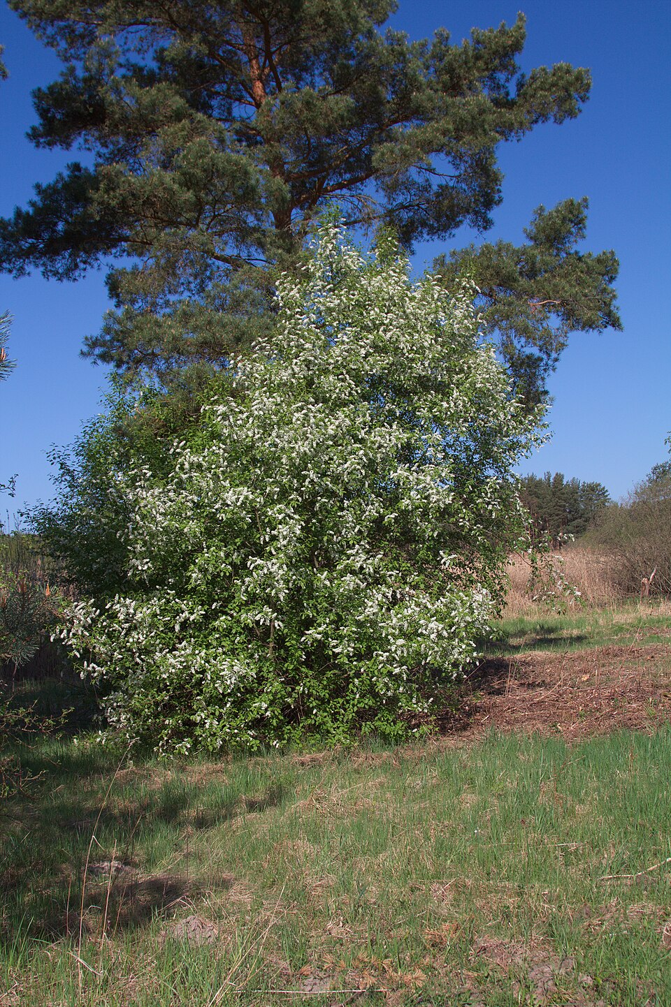 Prunus padus (bird cherry)