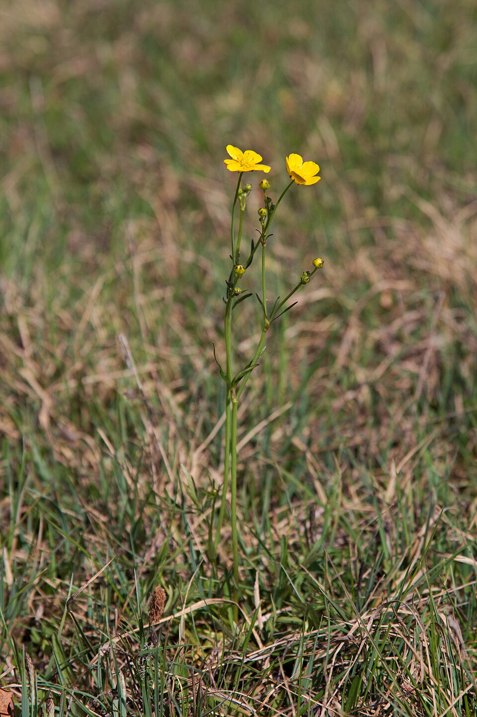 Ranunculus acris (meadow buttercup) (alternate view 10)