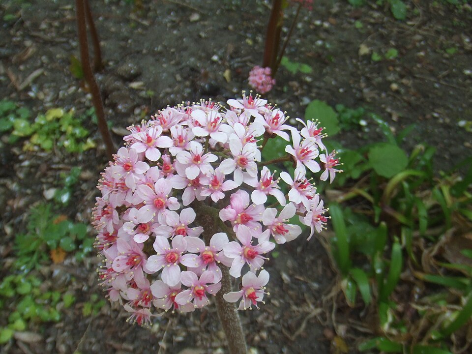 Darmera peltata (umbrella plant) (alternate view 6)