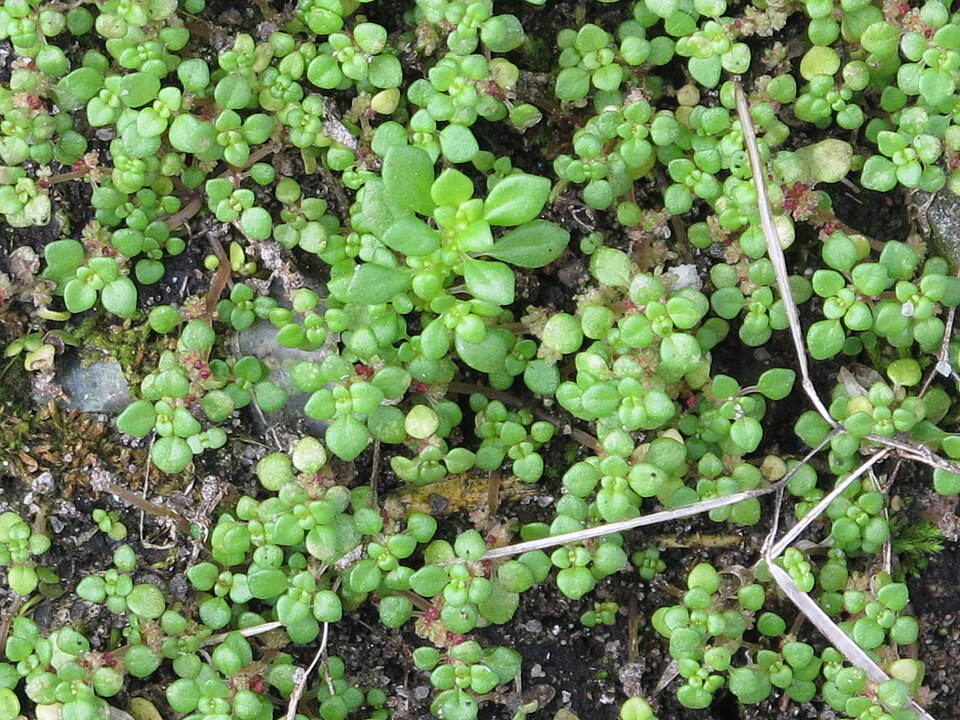 Pilea microphylla (Artillery Plant)