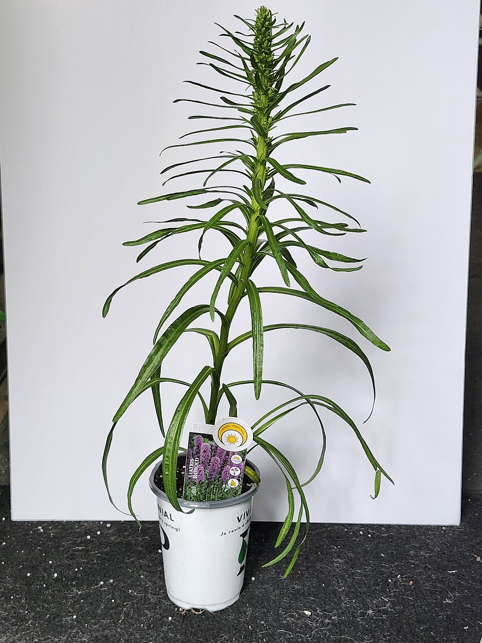 Liatris (blazing-stars) (alternate view 3)
