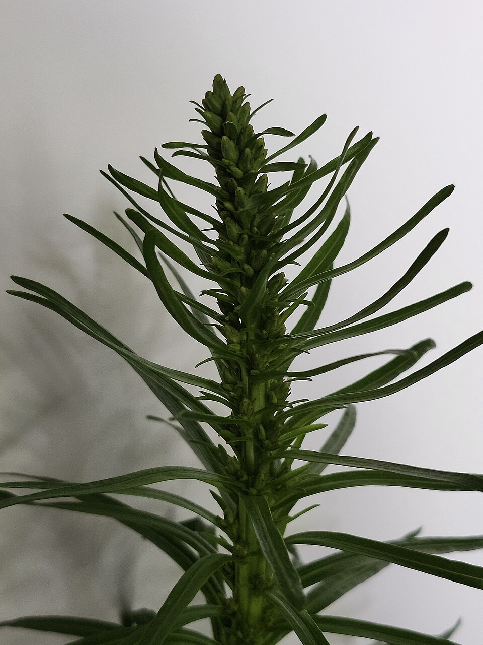 Liatris (blazing-stars) (alternate view 4)